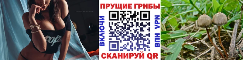 Псилоцибиновые грибы Psilocybe  даркнет сайт  Туймазы 
